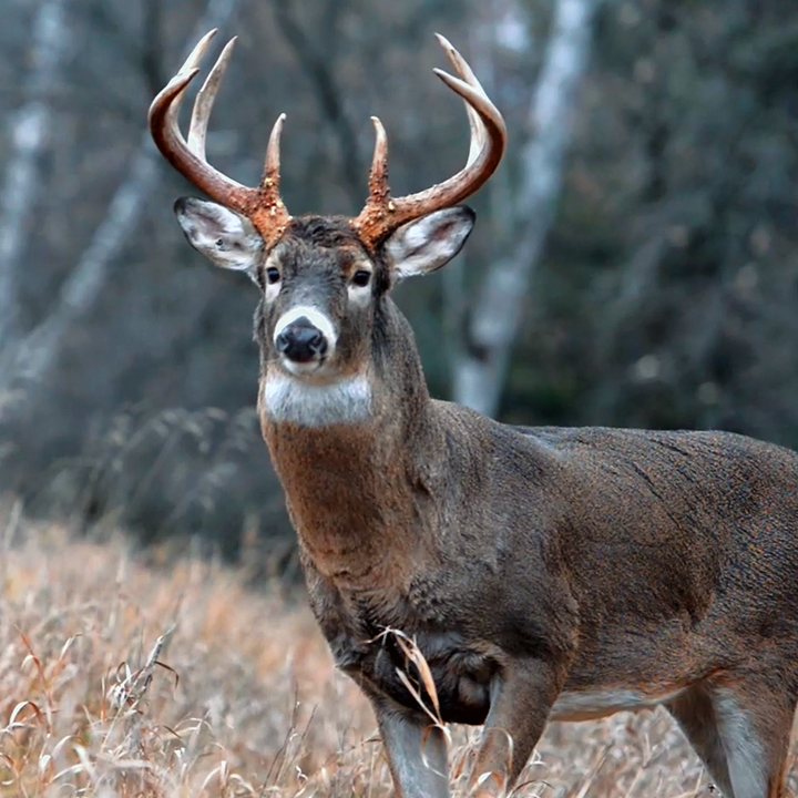 Doe Scent in an Easy-to-Use Spray Bottle | Deer & Deer Hunting