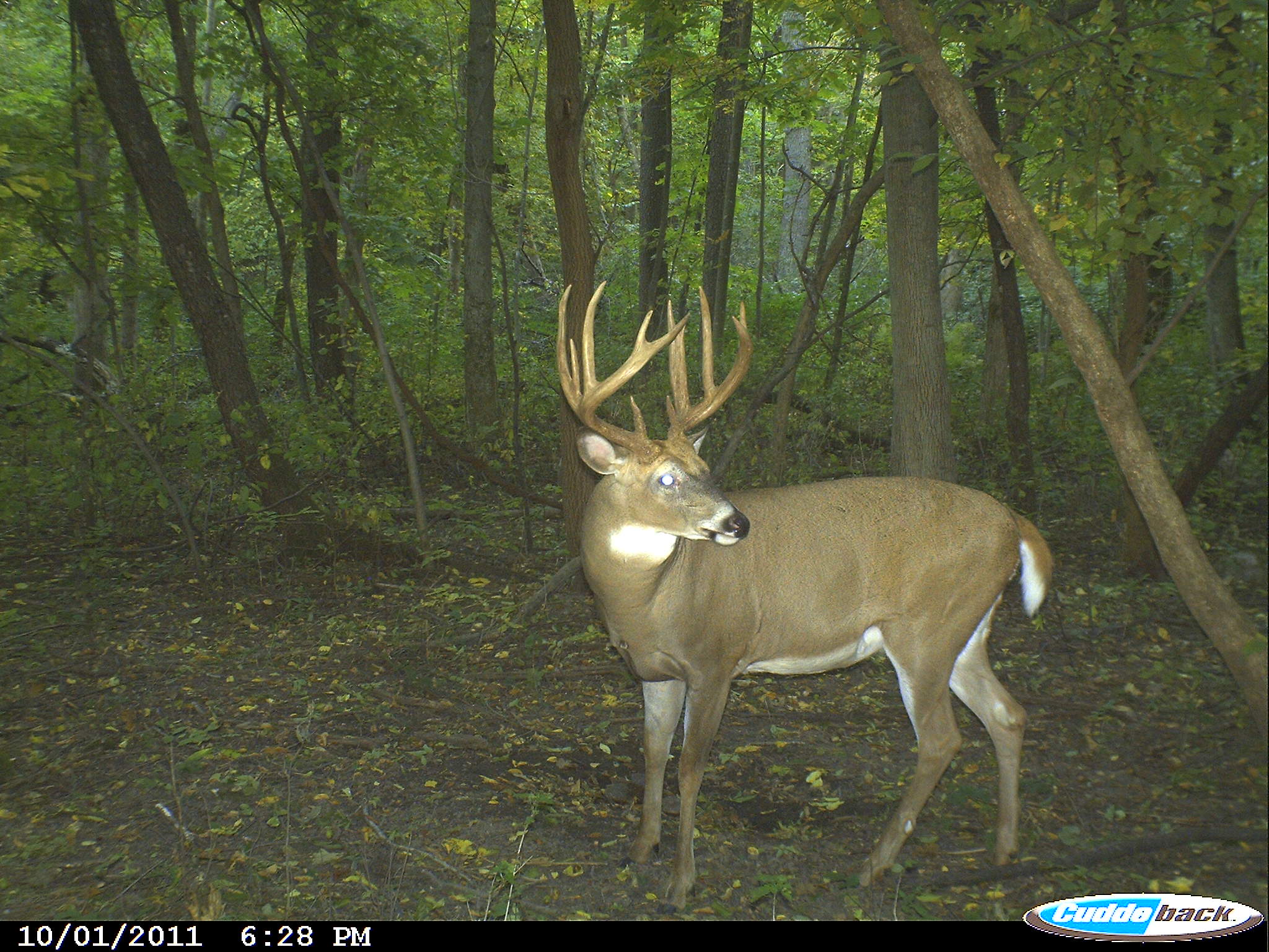 giant whitetail buck on trail camera - whitetail deer hunting