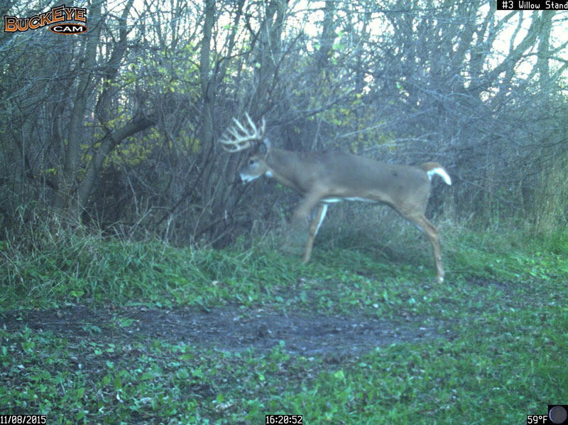 Archery hunter shoots massive 16-point buck