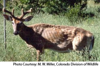Deer with CWD have been found in 22 states and in Canada.