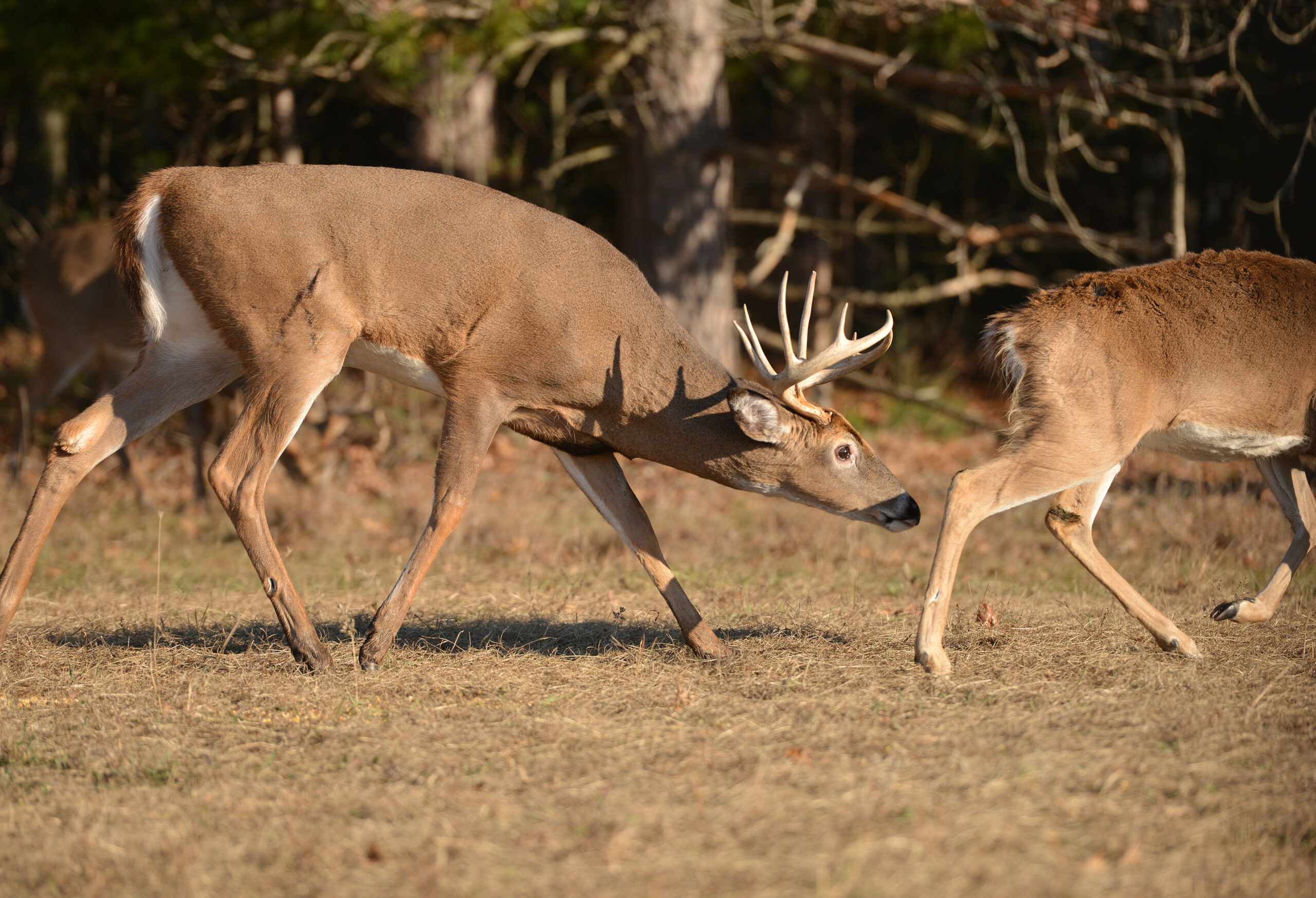 2022 Whitetail Rut Predictions Deer & Deer Hunting