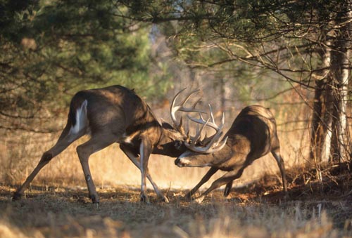 monster whitetail deer buck fighting