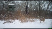 When Cold, Snow Settle In, Deer Do This
