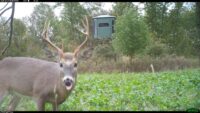 Bartylla Blog: Use Weeds to Determine Food Plot Germination Rate
