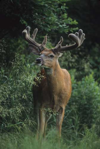 Whitetail Antler Growth Chart