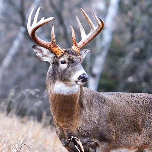 7 Things to Do Before and After You Shoot a Deer | Deer & Deer Hunting