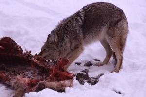 coyote predation - whitetail deer hunting