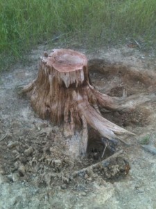 Some hunters pour minerals around an old stump, which can hold moisture. Deer will paw and lick the minerals, and sometimes eat the stump to a nub. 