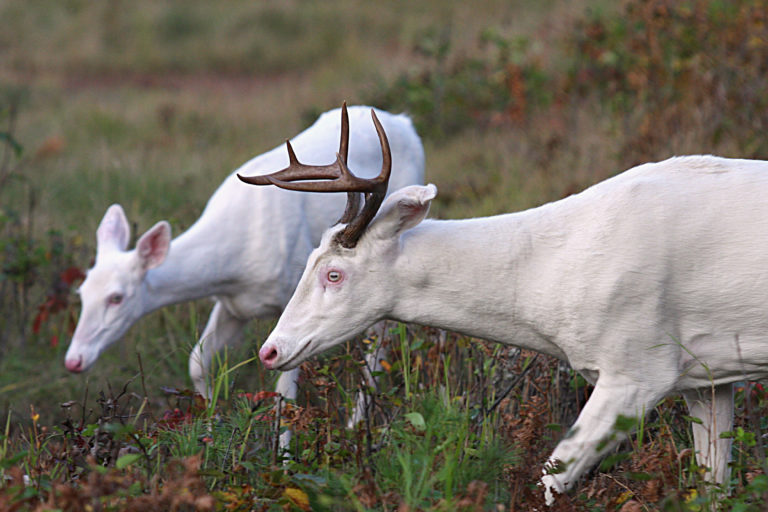 Genetic Freaks: Albino, Piebald Deer and the Debate About Killing Them