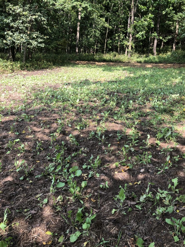 Small Food Plot Failures to Avoid When Planting Brassicas