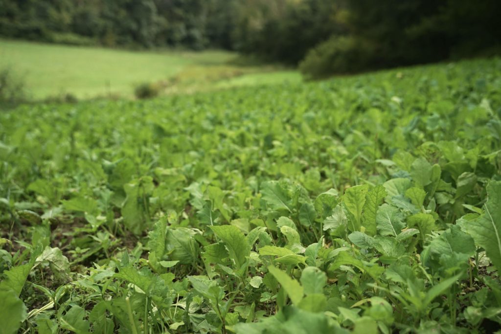 Small Food Plot Failures to Avoid When Planting Brassicas