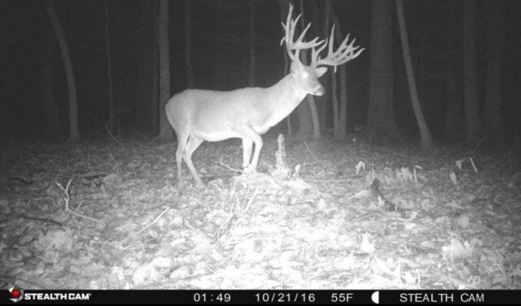 Astounding RecordClass Fort Campbell Buck Killed by Vehicle