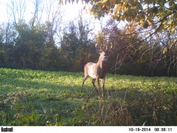 BUCK scrape 1 Survey: Rubs Beat Scrapes for the Best Deer Hunting Success