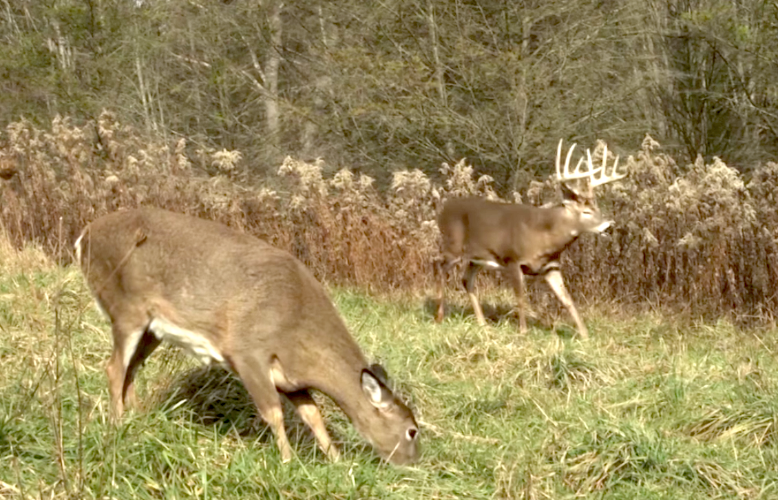 How Chemicals Affect and Control the Whitetail Rut