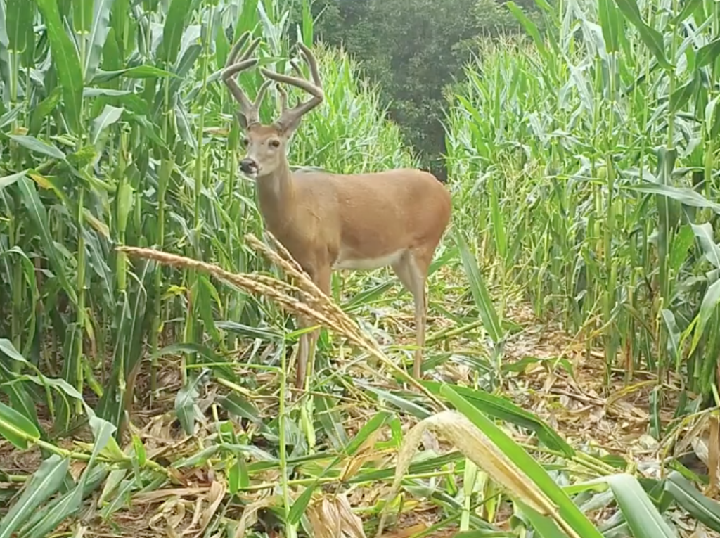 BUCKS Buck in corn patch Time to Roam: What to Know About Whitetail Buck Dispersal