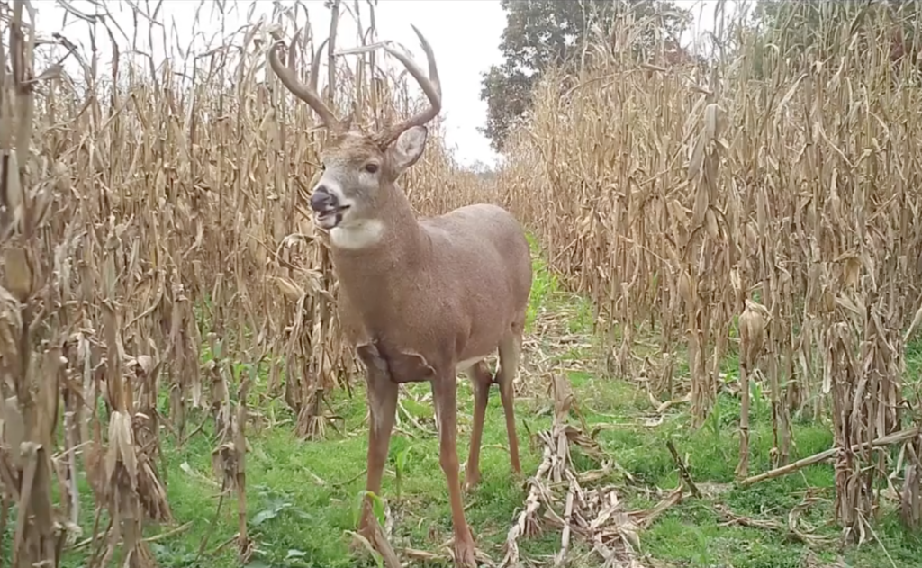 BUCKS Buck in cornfield 1 1 The Best Stands to Hunt During the Rut | Deer & Deer Hunting