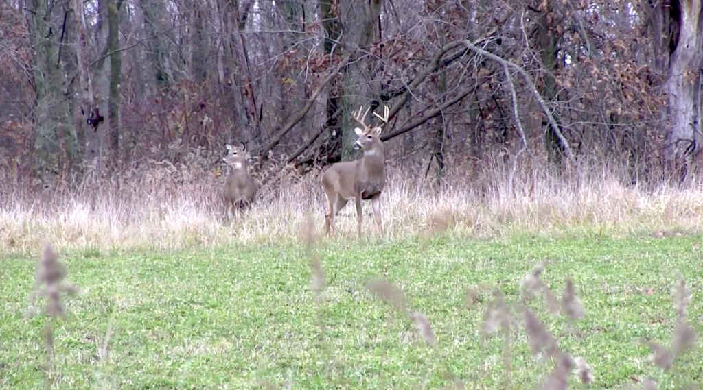 BUCKS Buck in food plot Time to Roam: What to Know About Whitetail Buck Dispersal