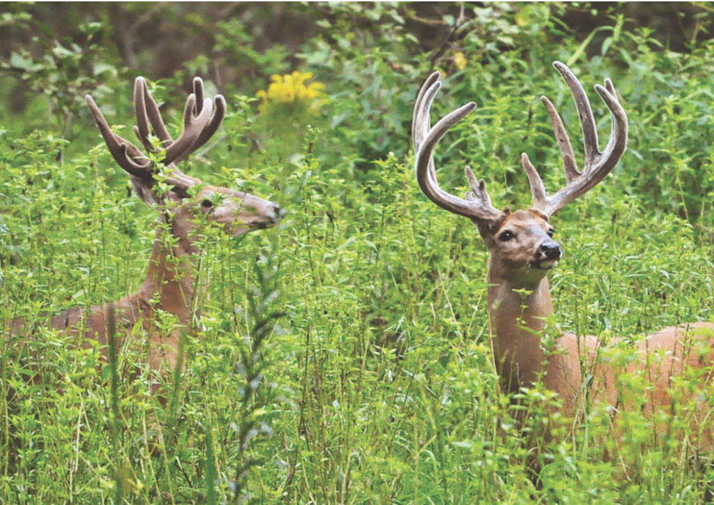 BUCKS Giant bucks in summer plot velvet antlers 5 Lessons on Whitetails to Remember | Deer & Deer Hunting