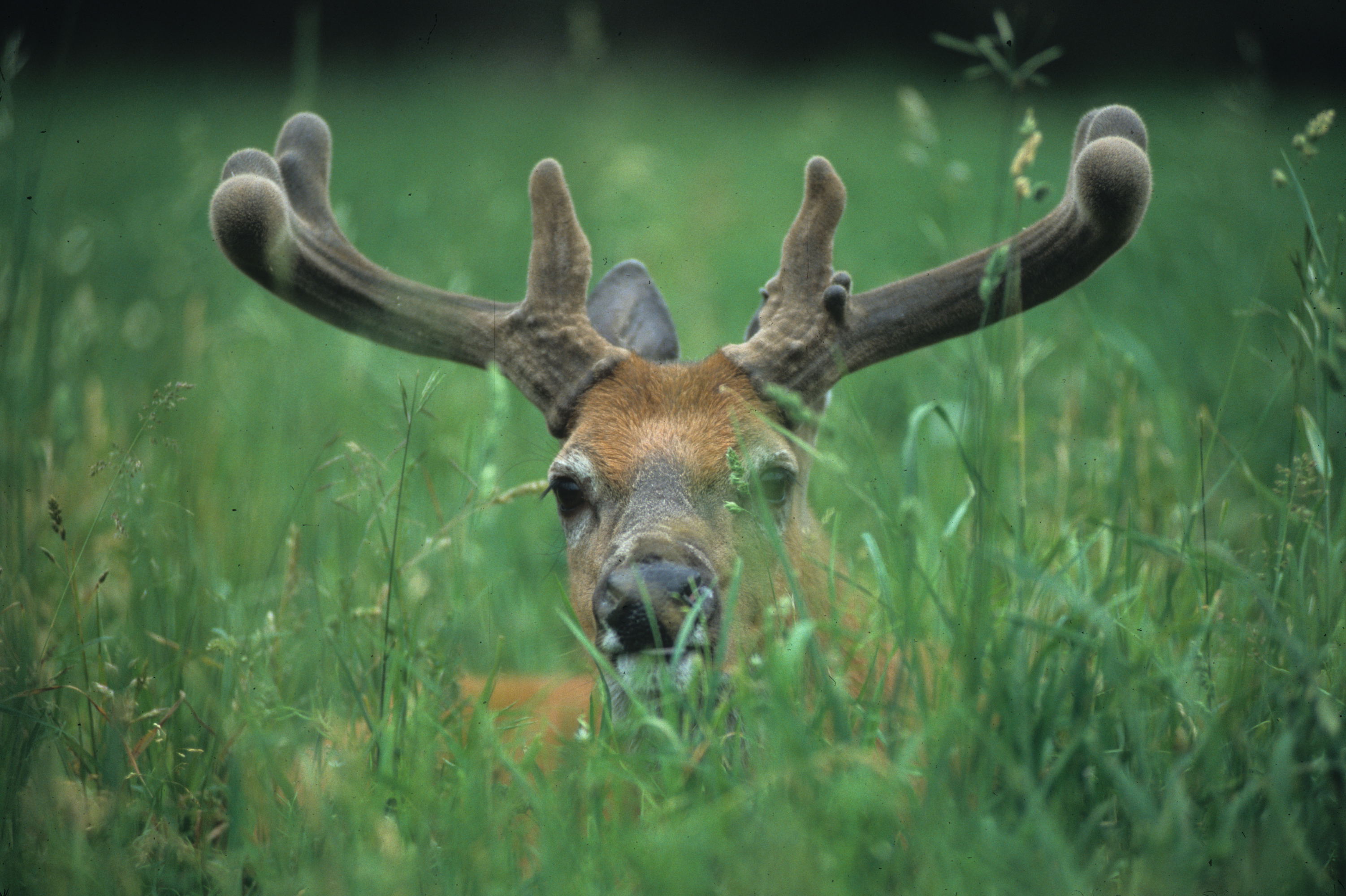 mature-deer-antlers-are-growing-fast