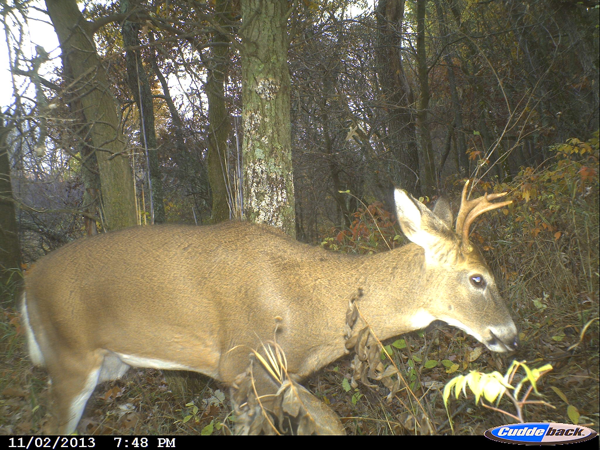 Michigan Declines Proposed Move to Antler Point Restrictions