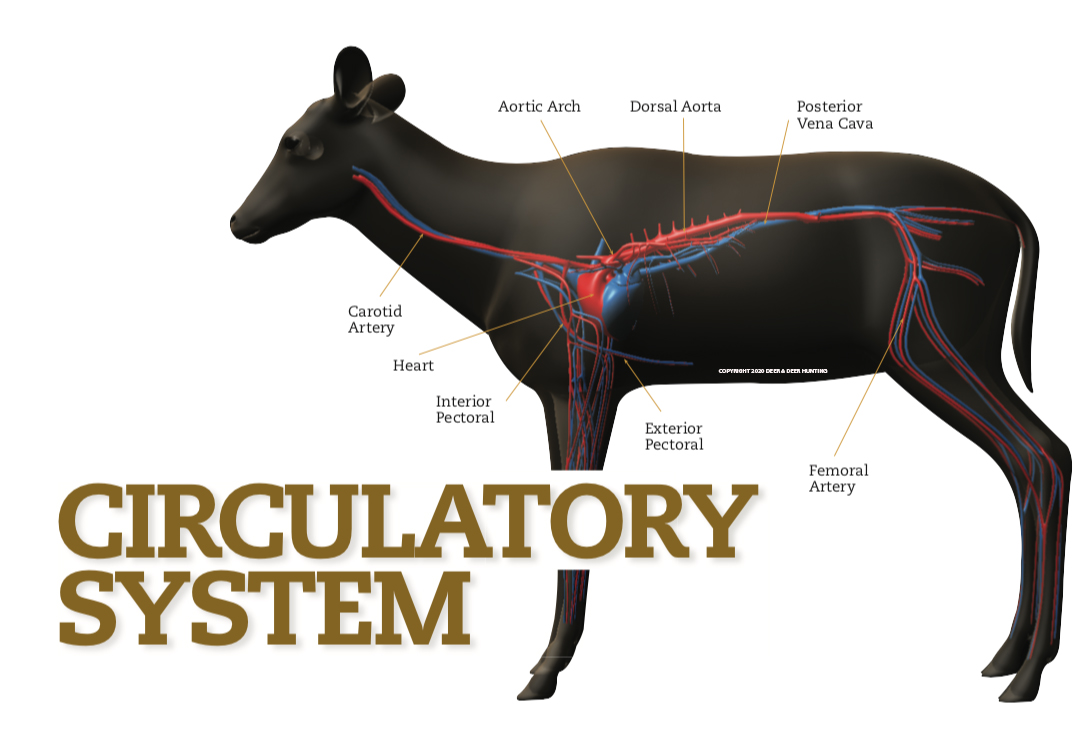 CIRCULATORY Femoral Artery: The Blood Highway in Deer | Deer & Deer Hunting