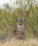 Bucks will be on alert during the peak rut for hot does.