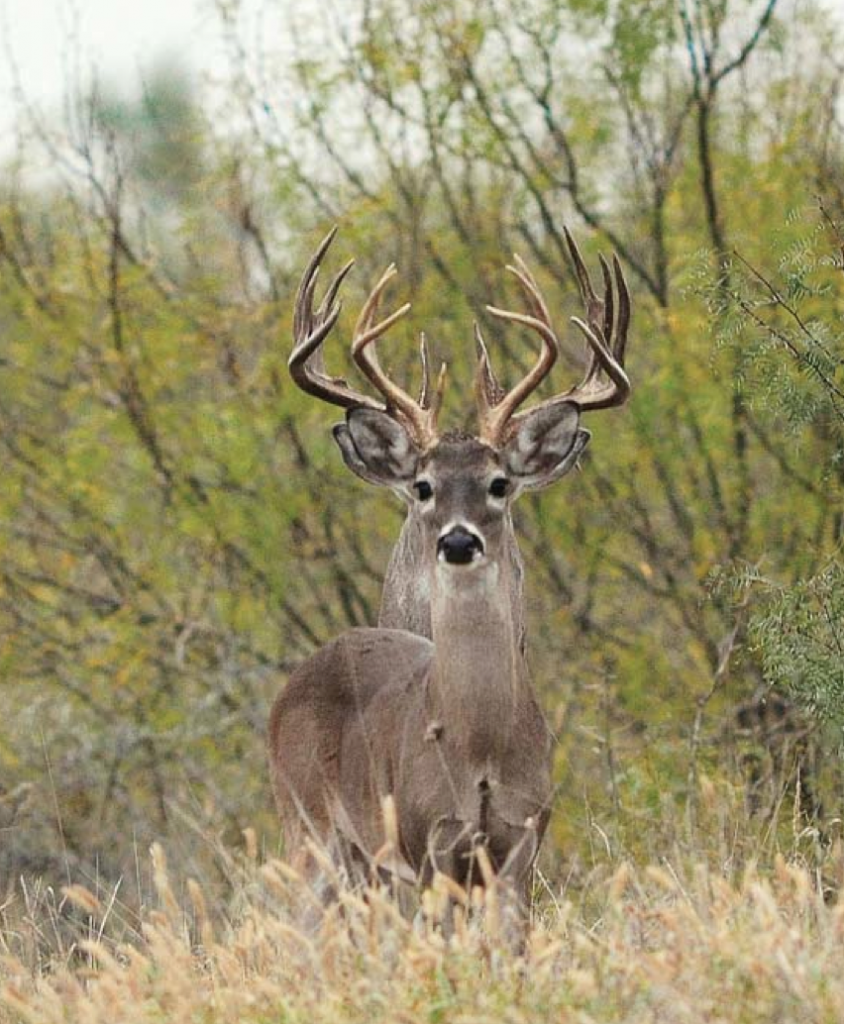 Is culling a myth or reality when it comes to whitetail deer management? Can you selectively kill and manage wild bucks to achieve mature bucks with big antlers if that is your goal?