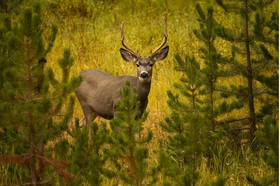 Lead Ammunition Ban for Hunting Set to Begin, So Get Ready | Deer ...