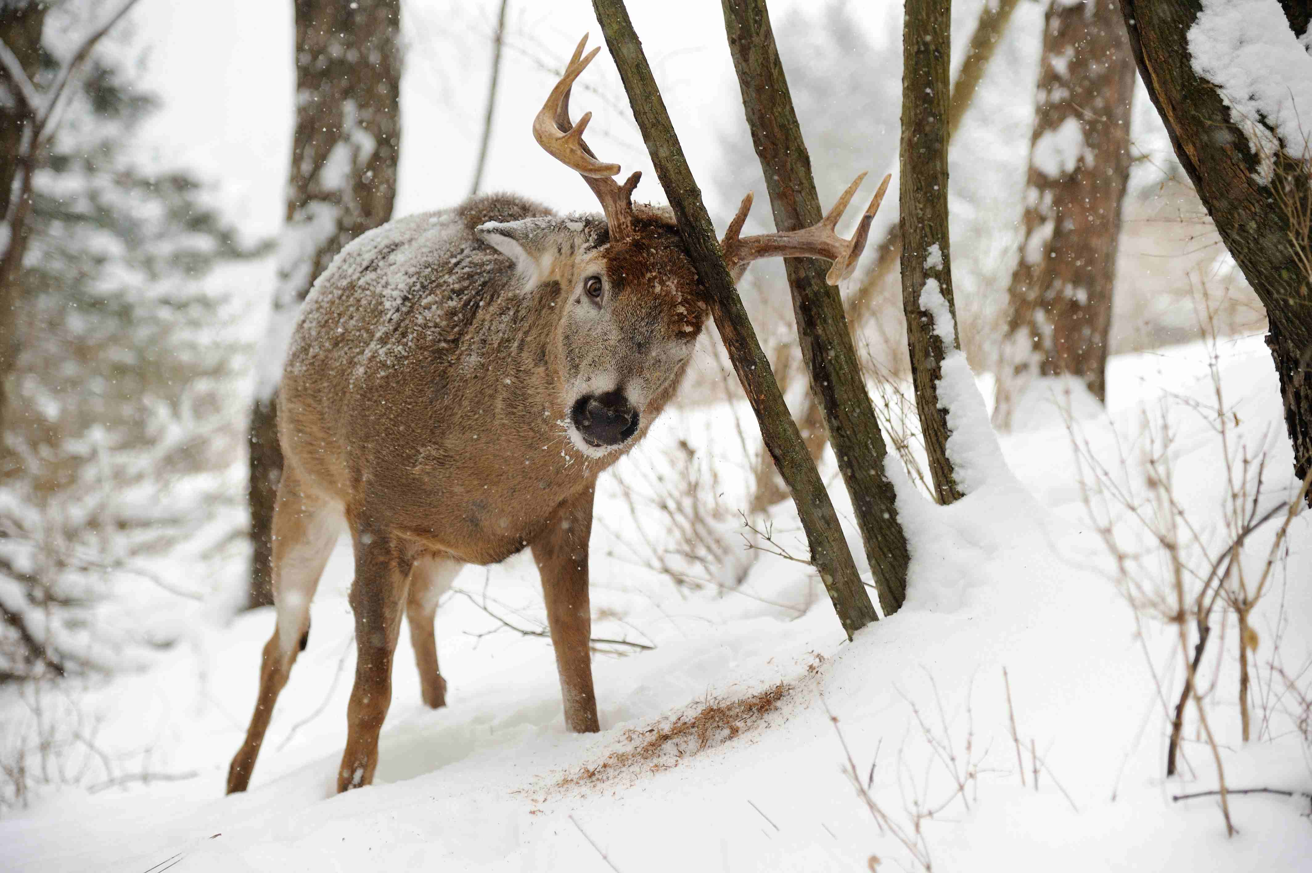 deer in snow Tag - Palm Press