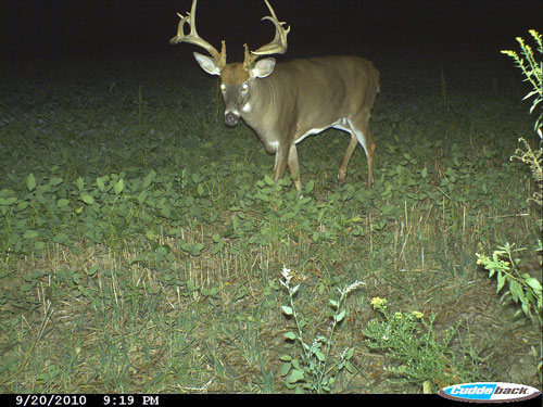 Trail Camera Gear Tactics For Landowners And Public Land Hunters