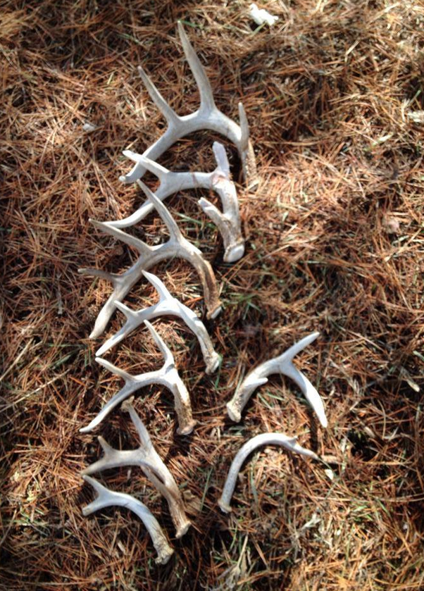 Buck Pole 2015: DDH Shows Your Best Shed Antlers