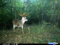 deer-southern-rut-buck