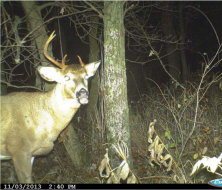 Is this a cull buck? Some would say yes, and others would give it another year to see what happens as it matures.