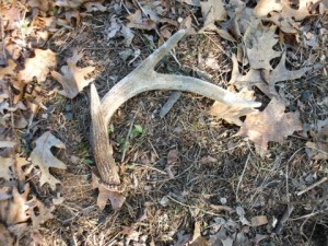 Deer Antler Sheds: Two Lucky Finds