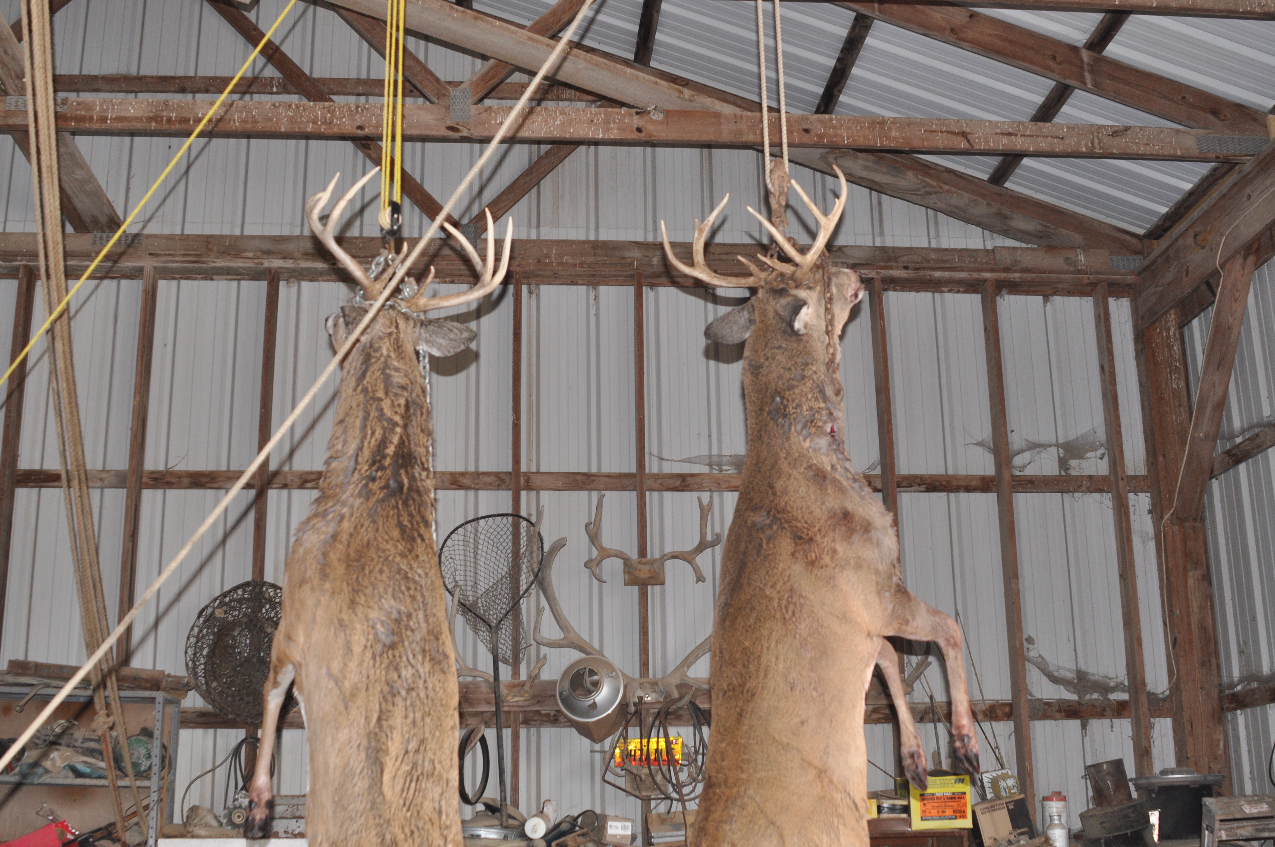 how long to hang a deer in warm weather