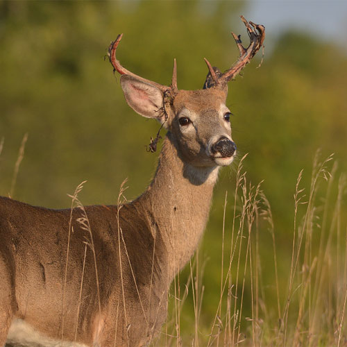 Whitetail Deer Antler Growth Process