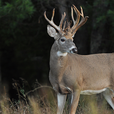 Deer Management Tips for Small Hunting Properties | Deer & Deer Hunting