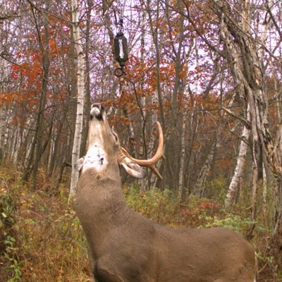 Synthetic or the Real Deal? Making Sense of Deer Scents