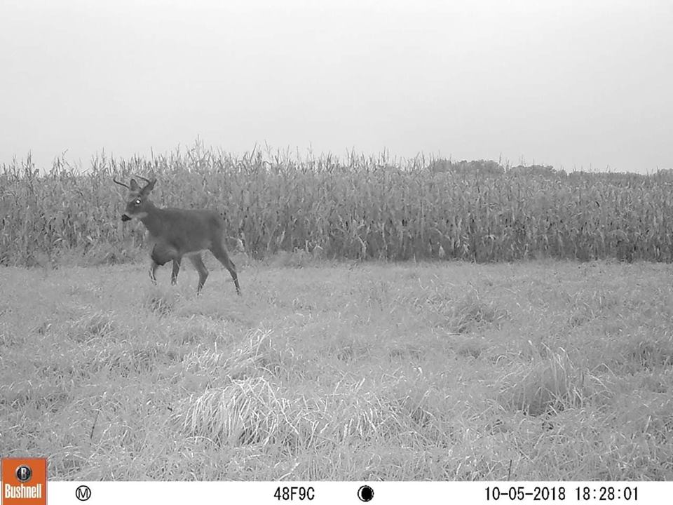 Deer Seromas photo Ryan Bauer DDH fan Learn Why This Giant Buck’s Antler Breaks Off