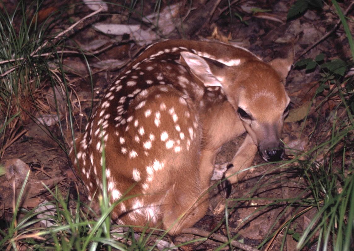 Whitetail Deer Gestation Chart