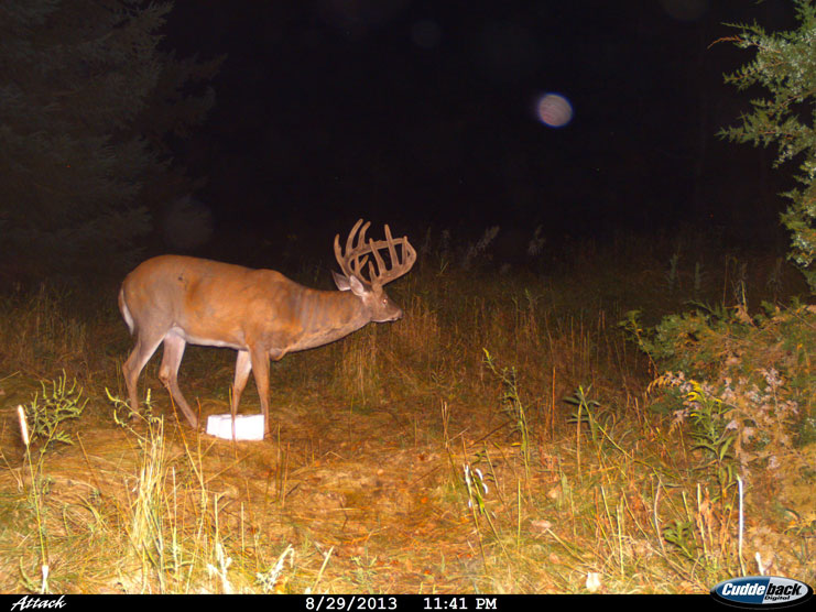 Mineral licks and game cameras are great combinations to survey your deer.