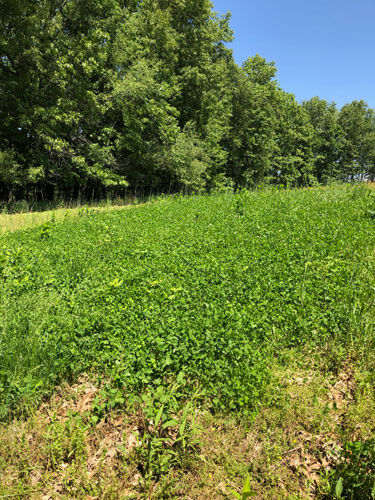 Down-To-Earth Food Plot Work Nugent