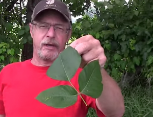 How to Never Again Suffer From Poison Ivy | Deer & Deer Hunting