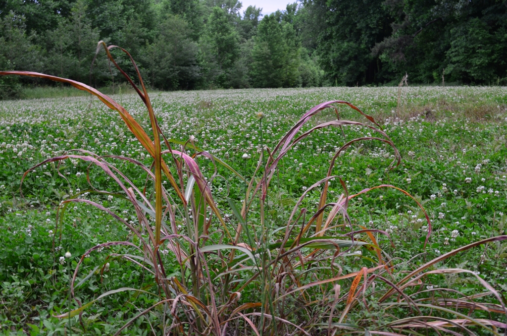 Velcro Plant, Austin Weed Control