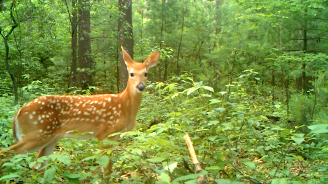3 Keys to the Science of Whitetail Habitat Management