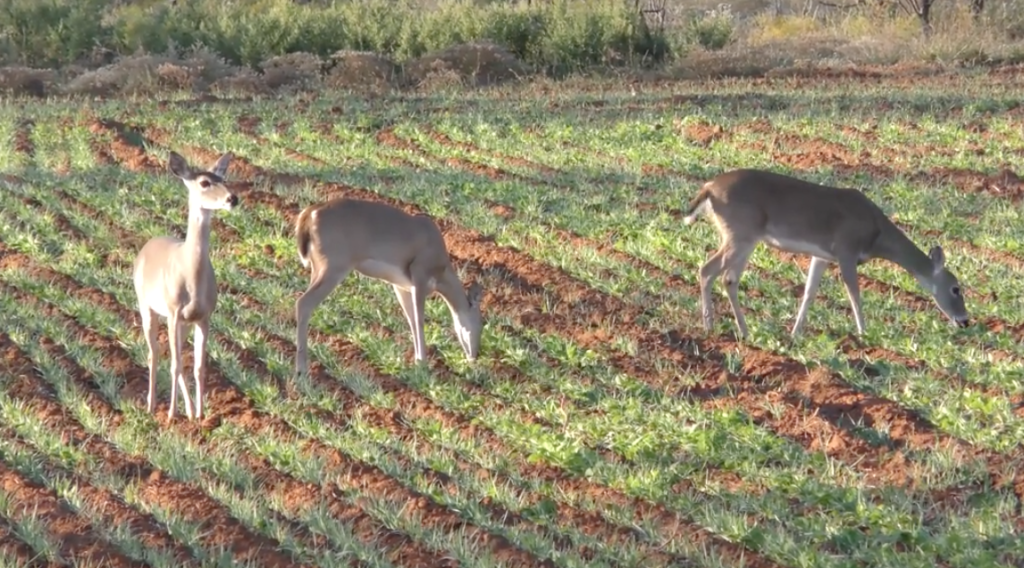 Create the Best Deer Hunting Food Plots for All Seasons