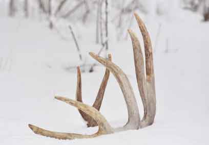 Find More Deer Shed Antlers