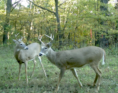  Comprendre les sources de nourriture et comment les cerfs les utilisent est une clé pour savoir où et quand chasser pendant la saison. 