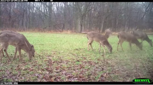 Food plots can provide several things for hunters: the chance to see and watch deer, kill some of them throughout the year, provide nutritious supplemental food to wildlife, and camera surveys.