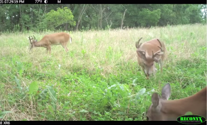 Well-prepared food plots can provide great supplemental food for deer, turkey and other wildlife all year.
